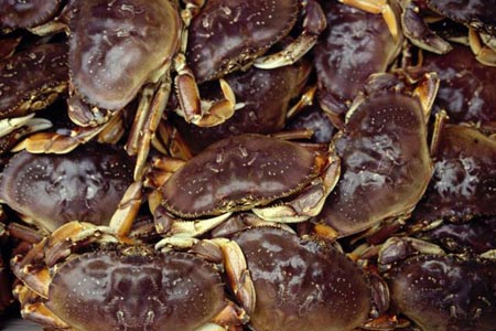 Photo of a Dungeness Crab